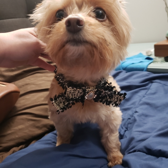 Tweed Designer Dog Collar - Picture 8 of 8